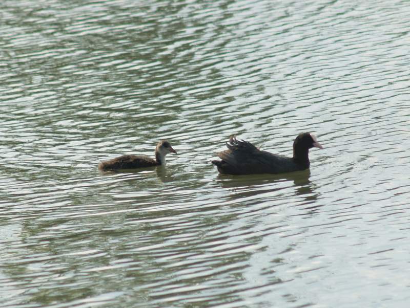 three ducks swimming on top of a lake