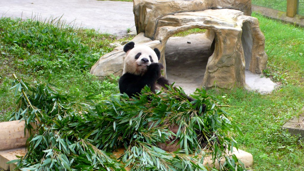 a panda bear sitting in the grass on top of some rocks