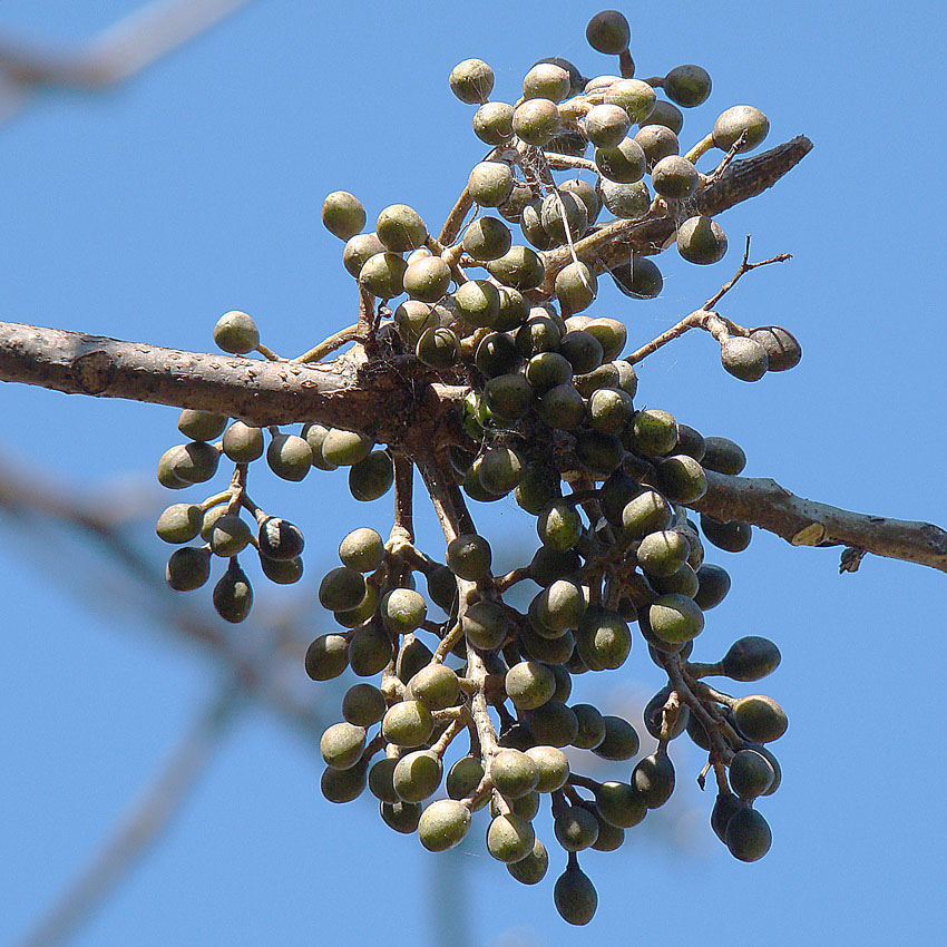 a plant with very many fruits on the stem