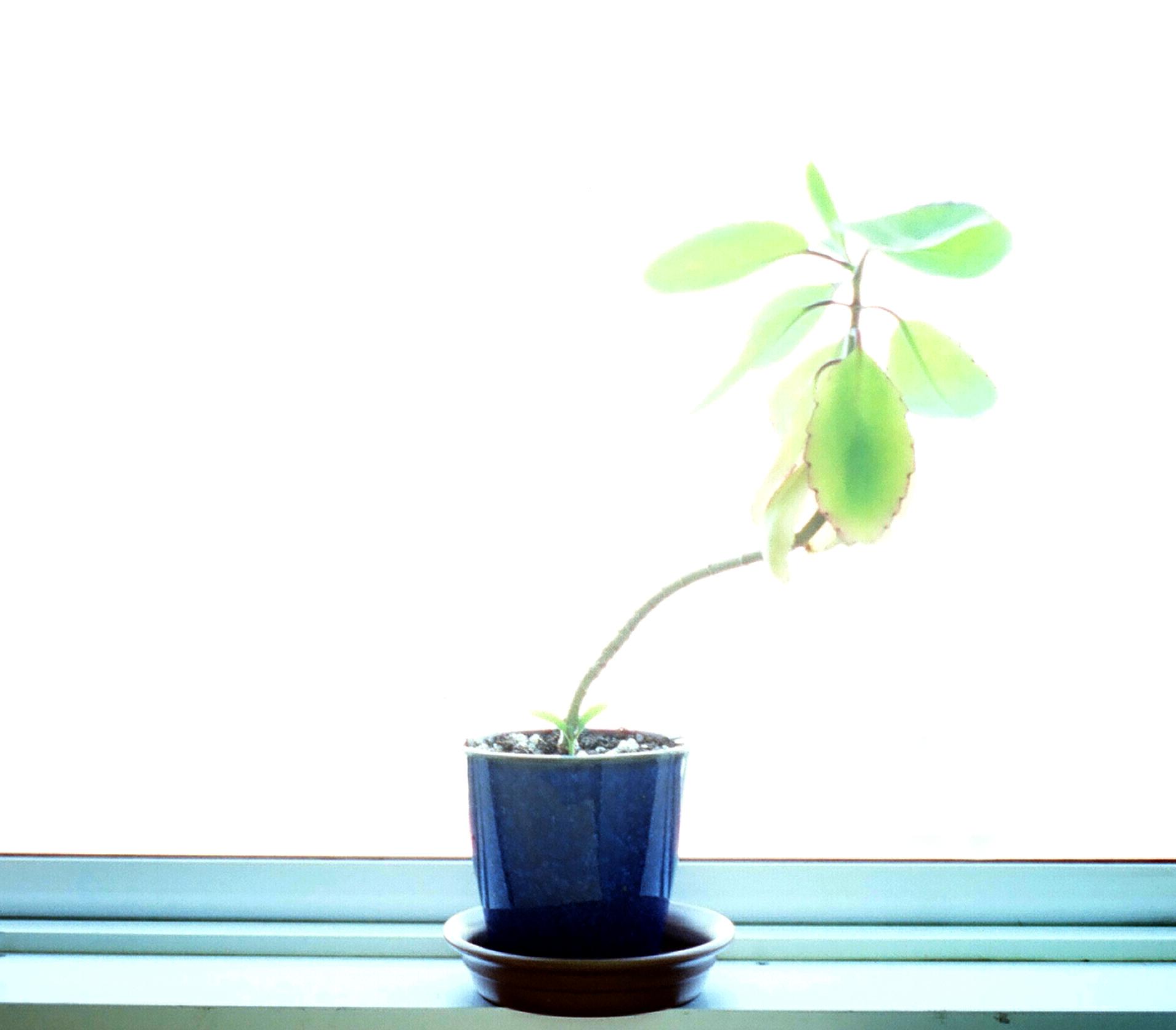 a green plant in a blue flower pot next to a window