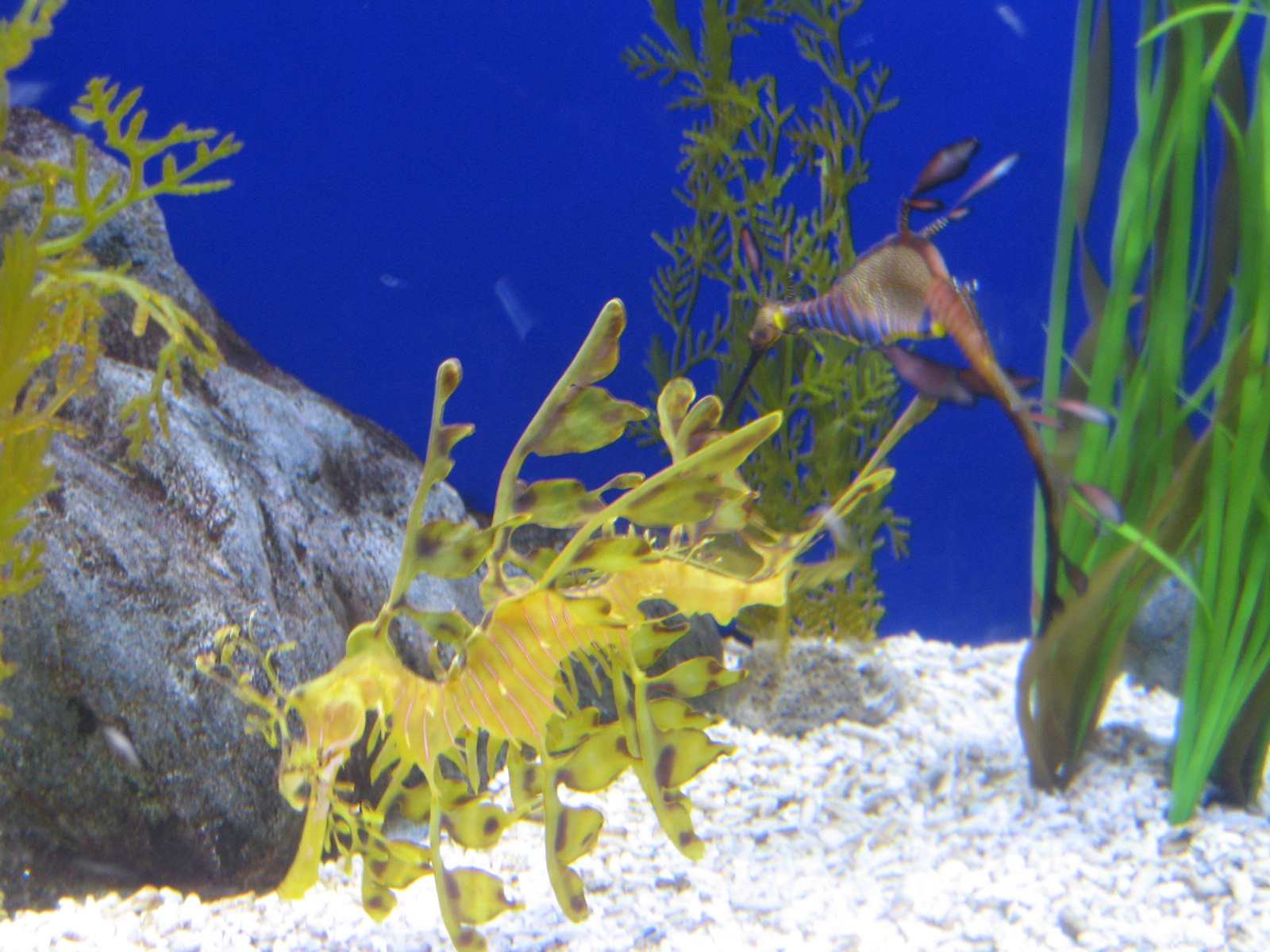 an image of seaweed and other aquatic species in an aquarium