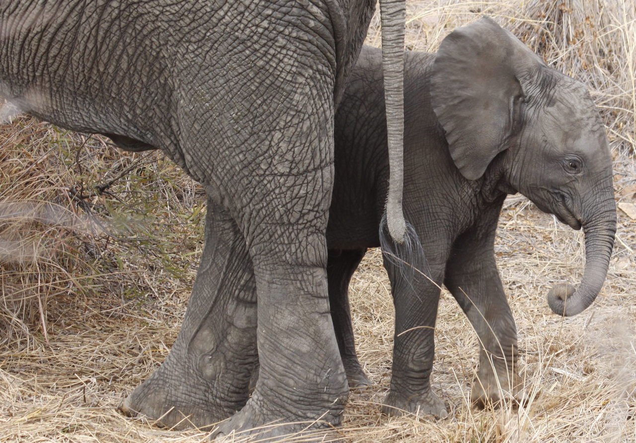 an adult elephant standing next to a baby elephant