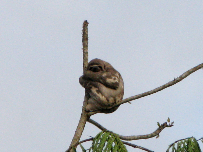 a bird sitting on top of a tree nch