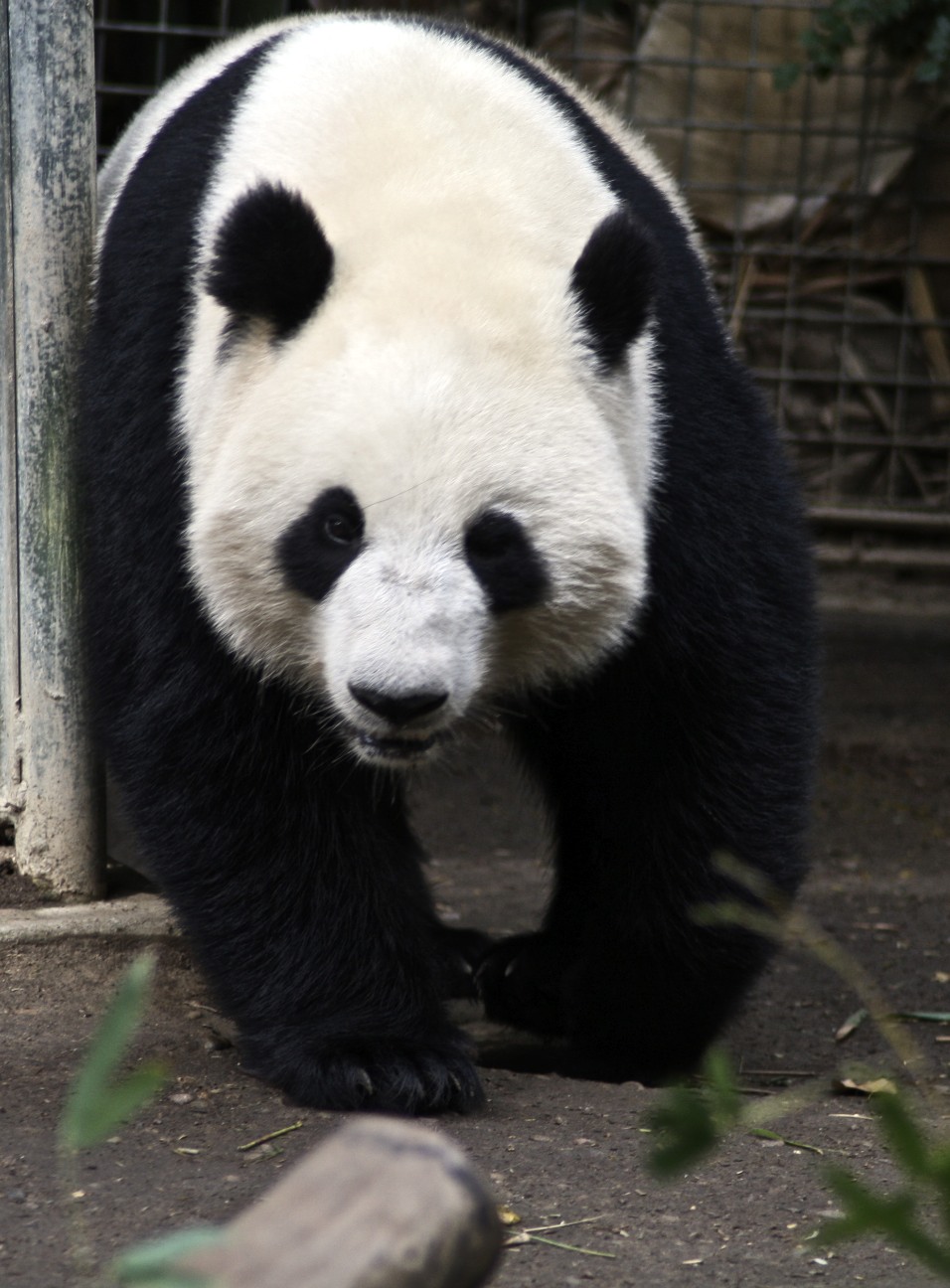 a panda bear is standing with its back paws on the ground