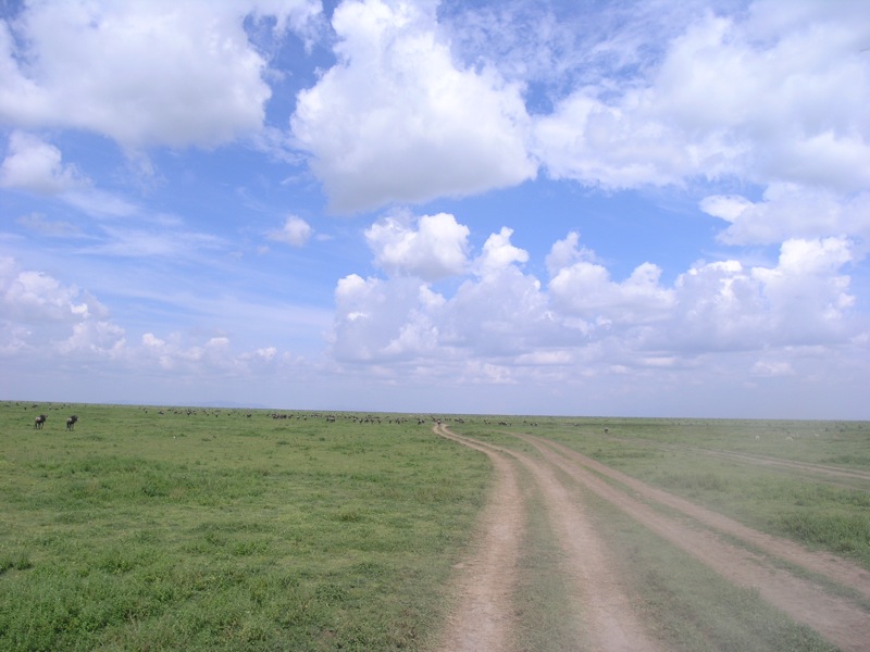 several animals are walking across the vast open field