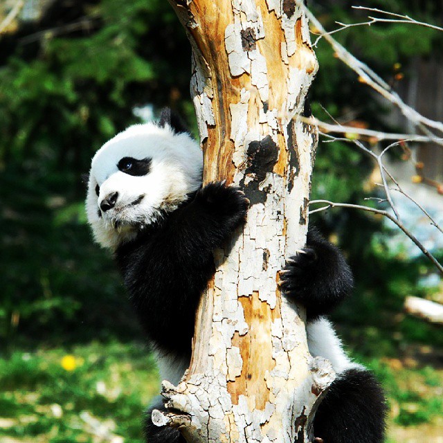 a black and white panda bear hanging on a tree