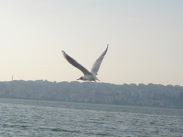 seagull flying low above the water with a city skyline in the background