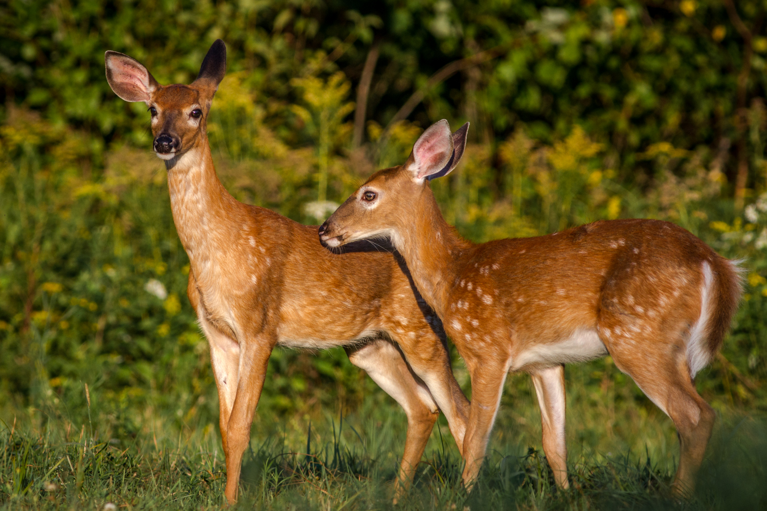 two young deer in an outdoor field with trees and bushes