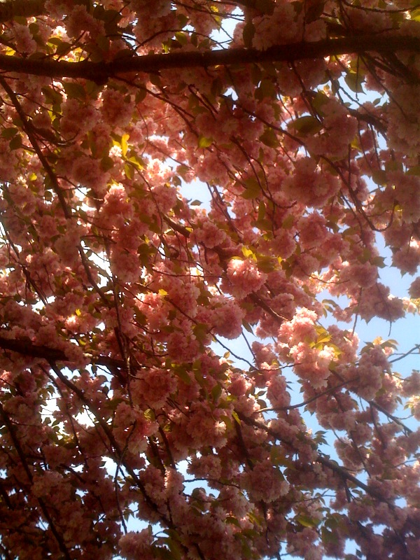 a tree filled with lots of pretty pink flowers