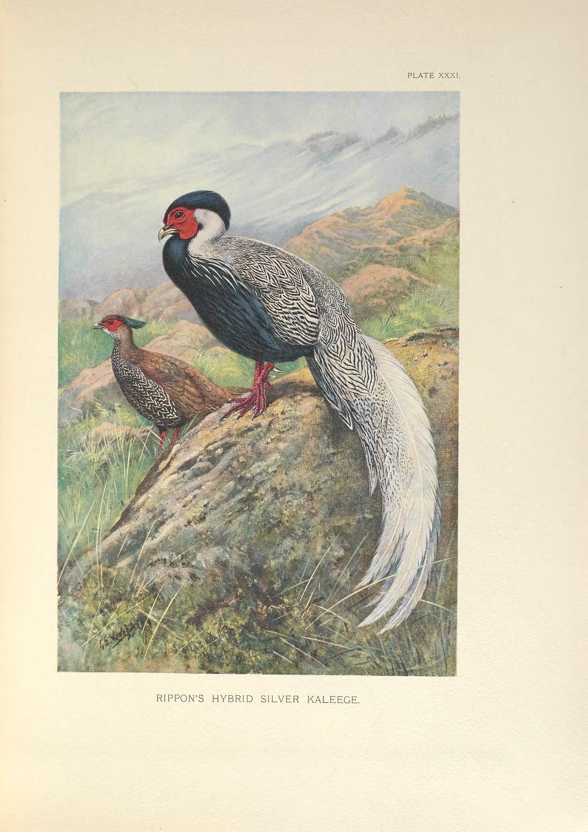 a painting of two birds on top of a hill