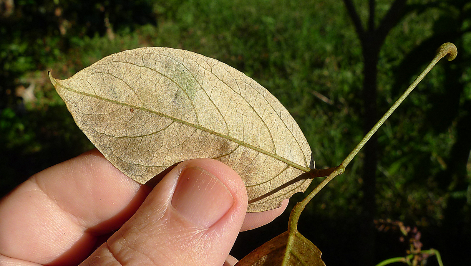 a leaf that is almost completely open and partially open