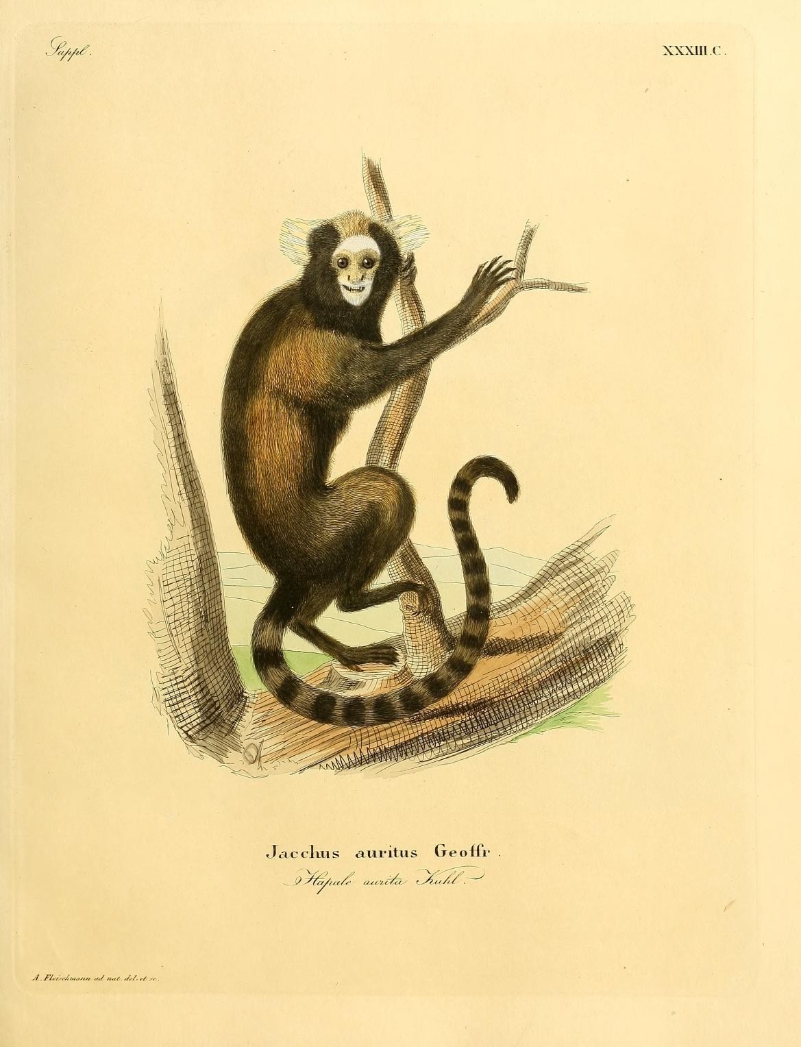 a print of a monkey and its surroundings is in color