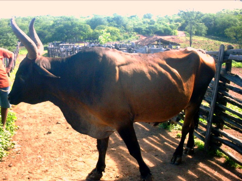 a person that is reaching over a fence toward a cow