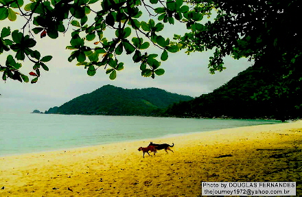 two dogs running on the shore of a beach