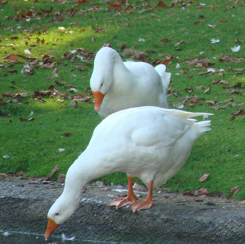 two white birds sit and eat some grass