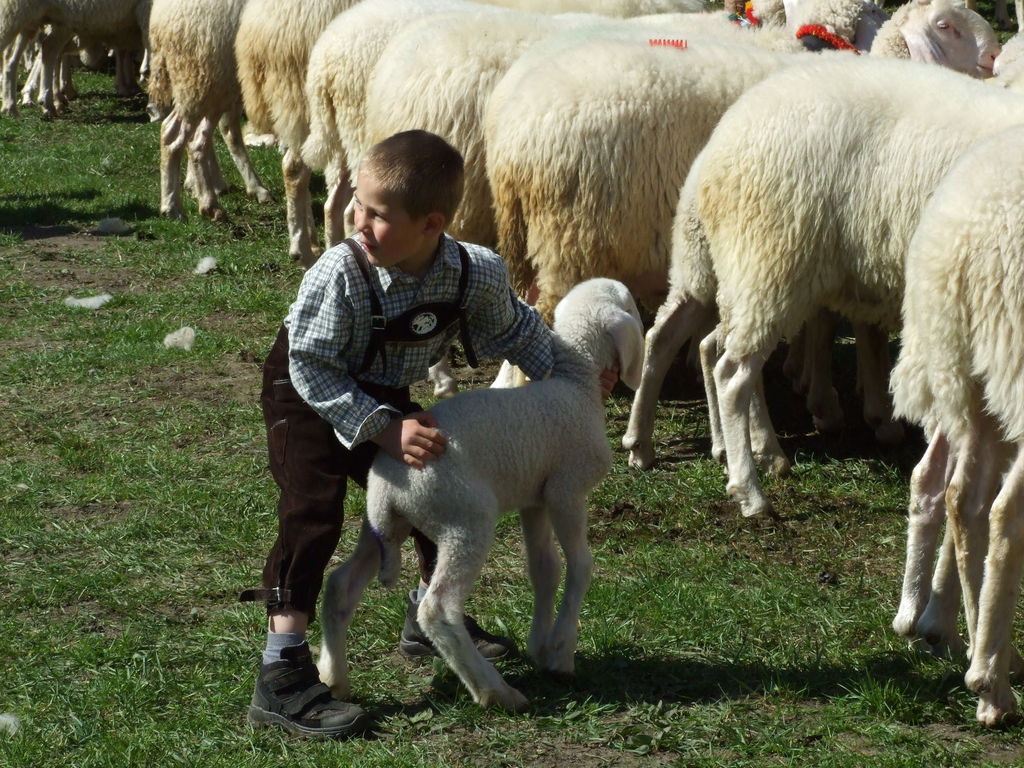 a little boy standing with a small herd of sheep