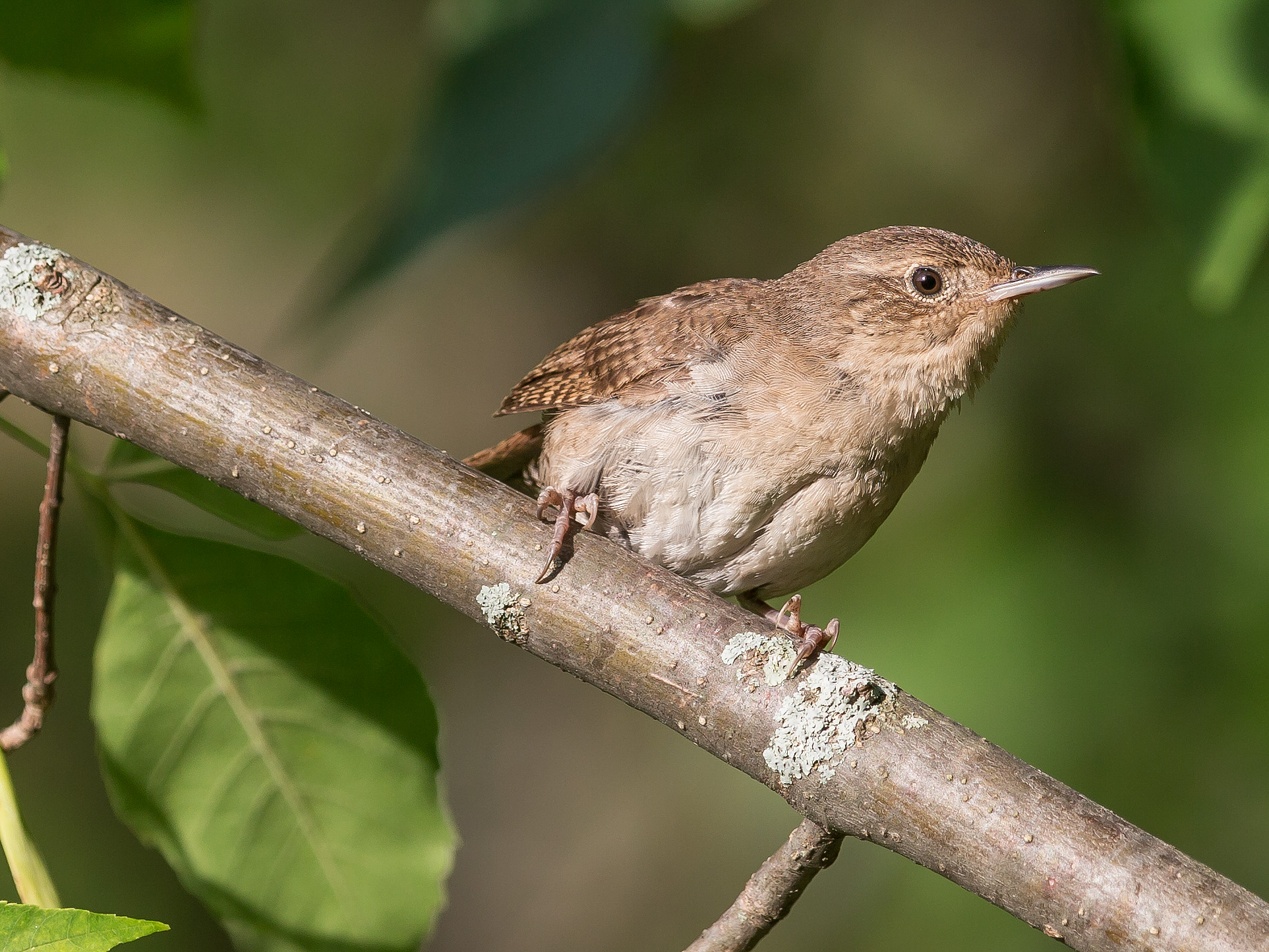 a small brown bird perched on top of a tree nch