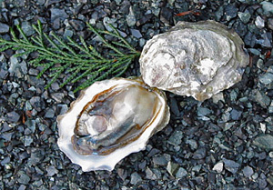 two oysters sitting on a rock surface next to plants