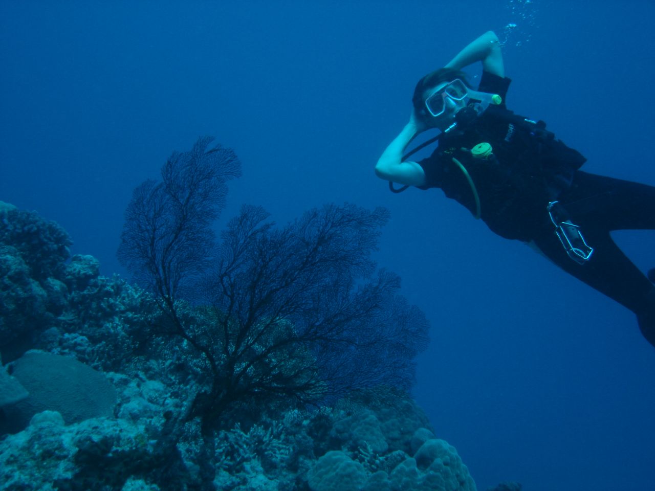 a scuba diver on the bottom of a coral