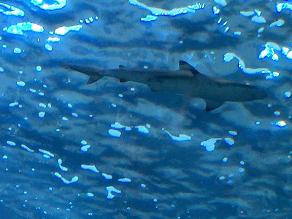a small shark swimming underwater in the ocean