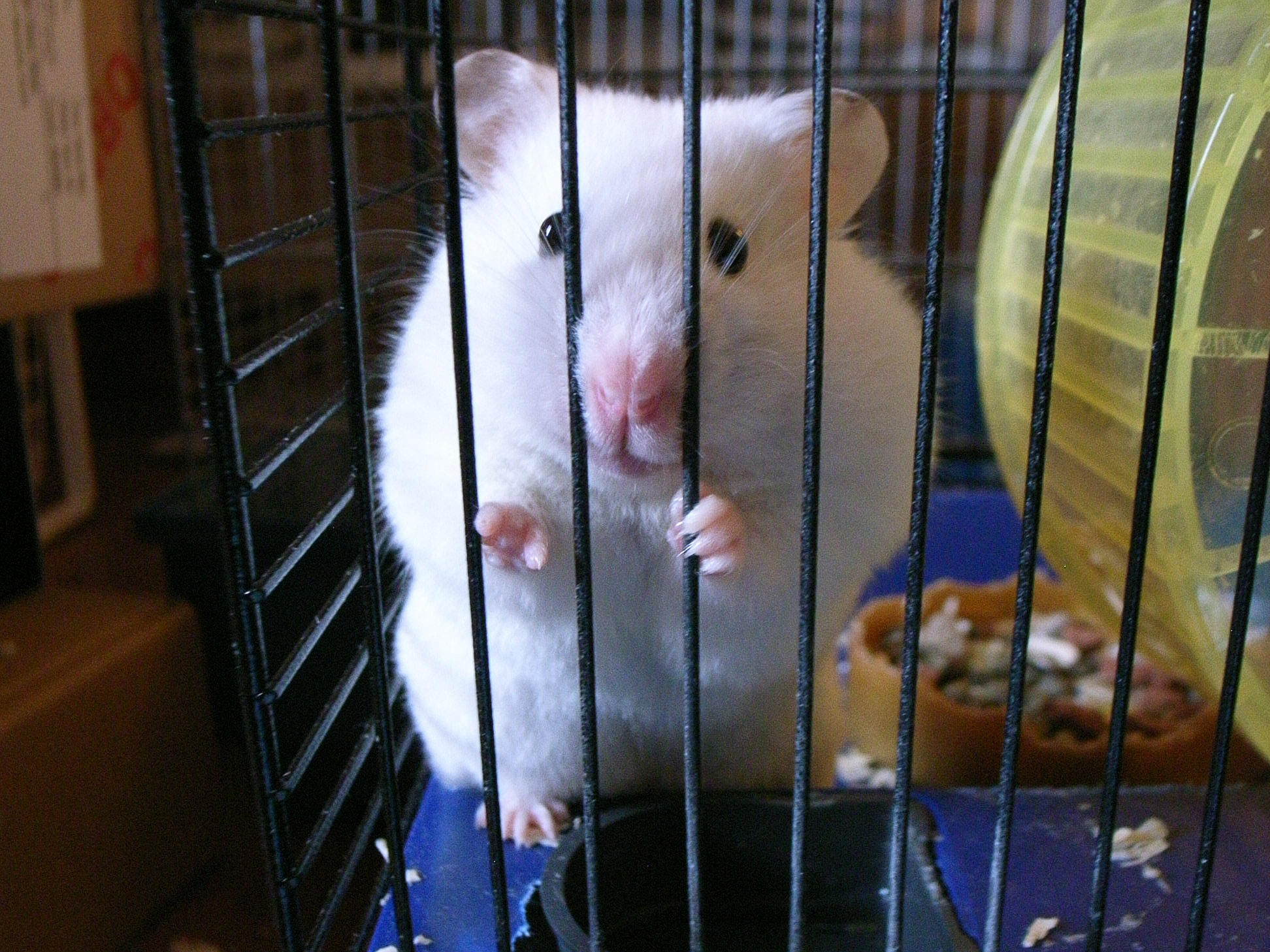 a white mouse is sitting inside of its cage