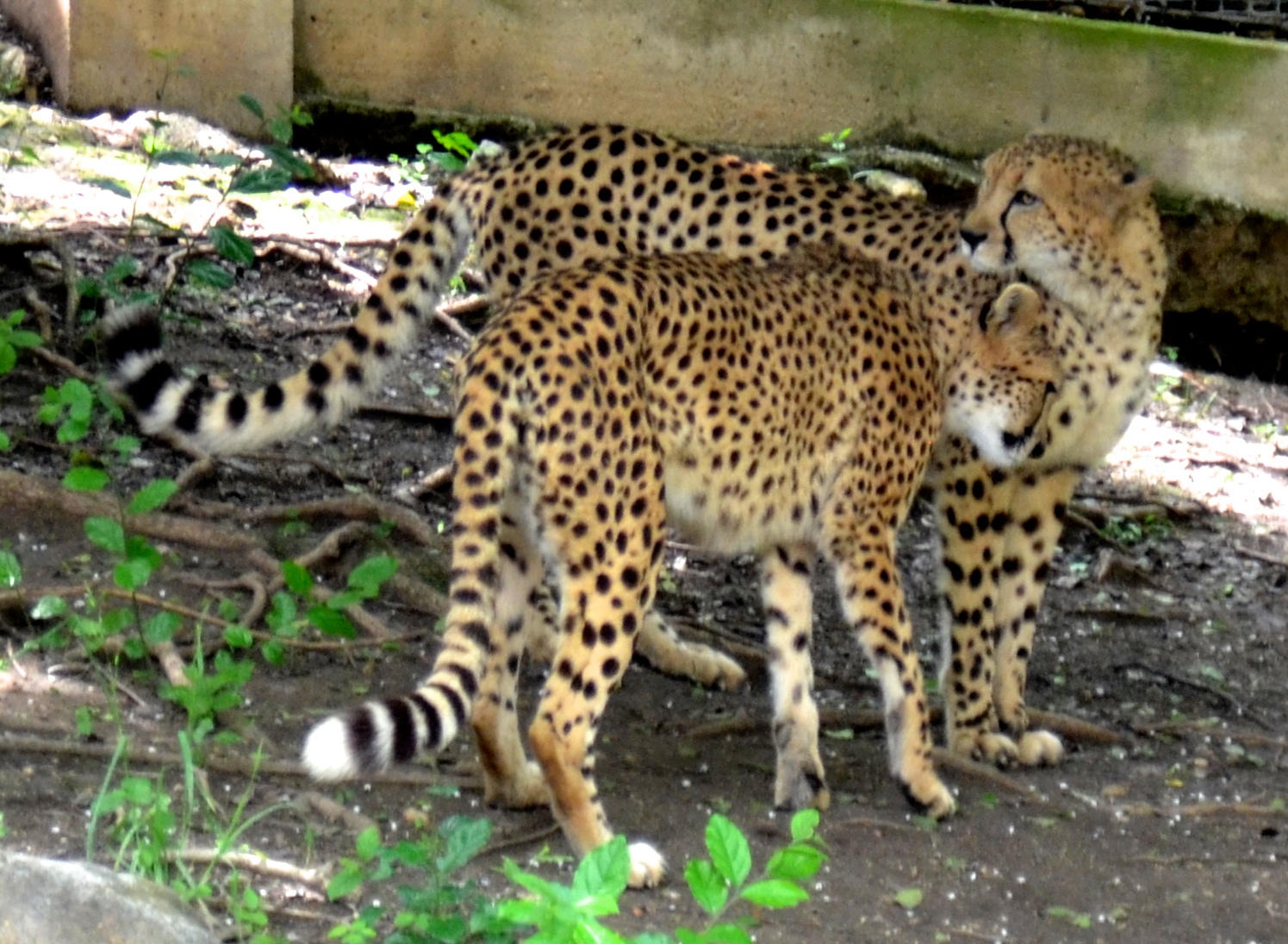 there are two cheetah in a zoo enclosure