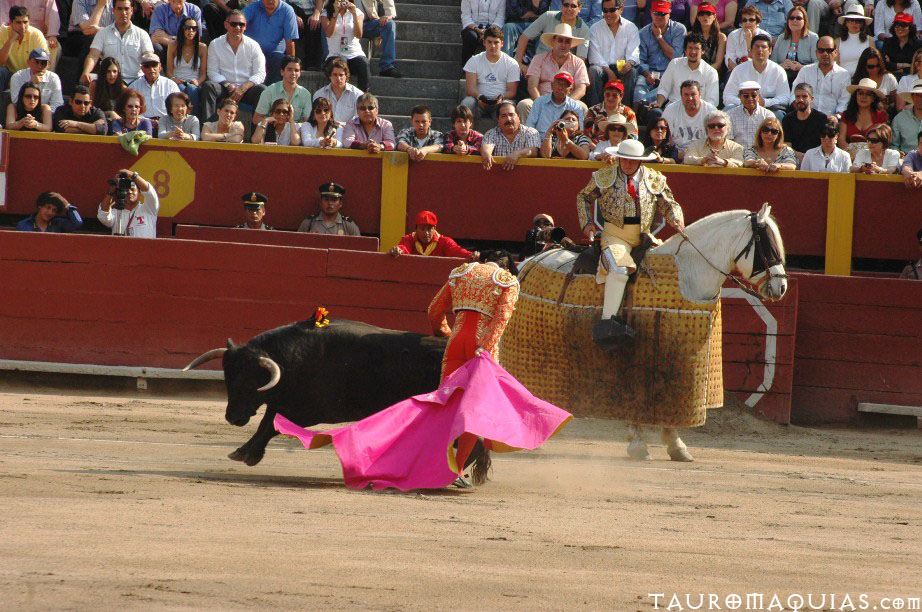 a woman is running with a cow in the circus ring