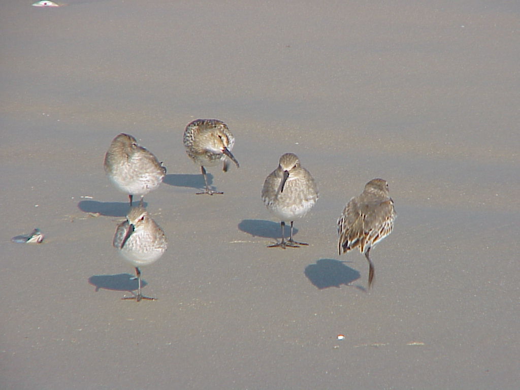 several small birds standing in sand on the beach