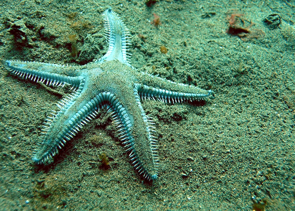 a green sea star on the ocean floor