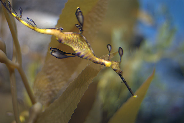 an underwater picture of a seahorse on a leaf