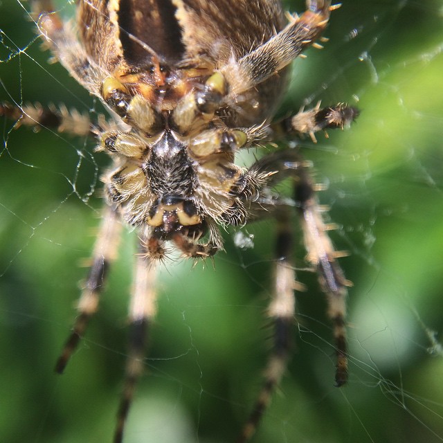 a large spider is in mid - flight through its webs