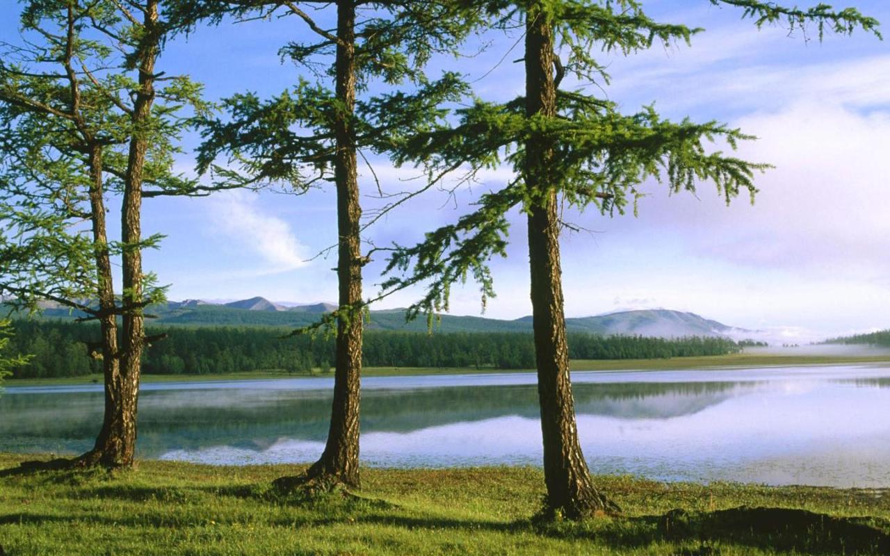 there are some trees that have fallen over by the water