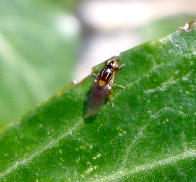 a close up of a bug sitting on a leaf