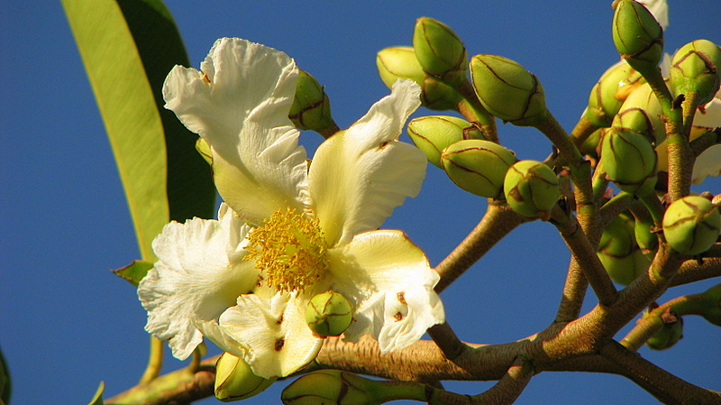 flowers and leaves from tree blossoming with blue sky background