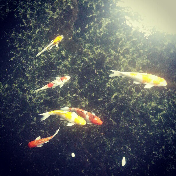 a lot of fancy koi are swimming in a pond