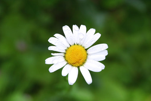 a white and yellow flower with green foliage in the background