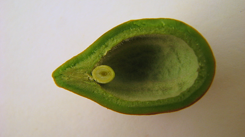 the top half of an unripe green pea pod
