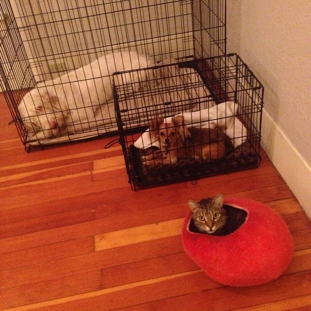 two large cats and a dog in cages with a red bed