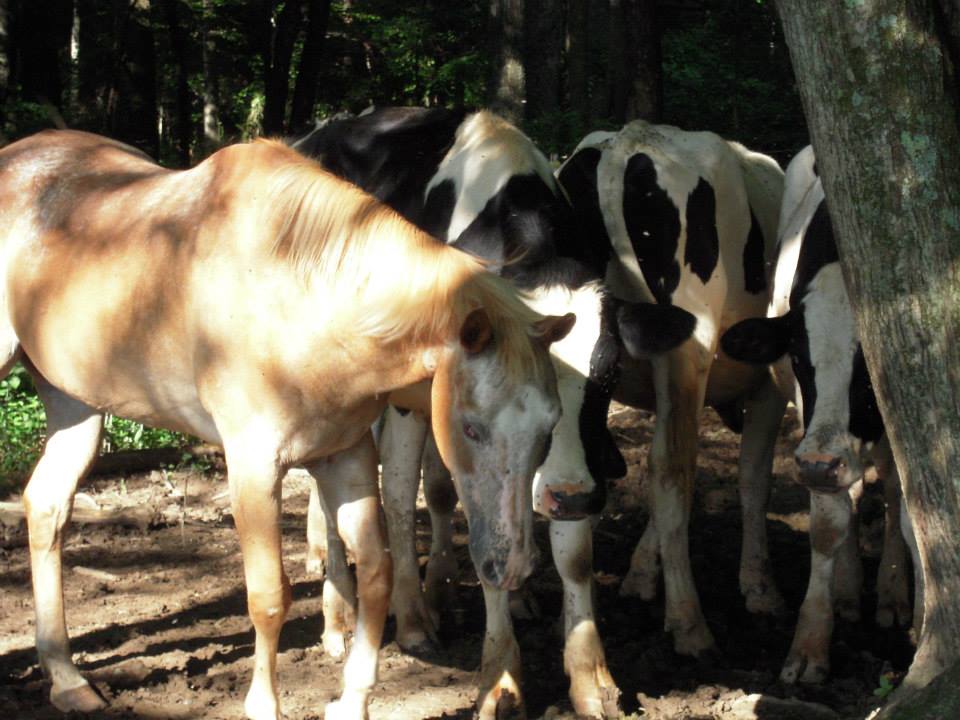 the three cows are standing next to each other