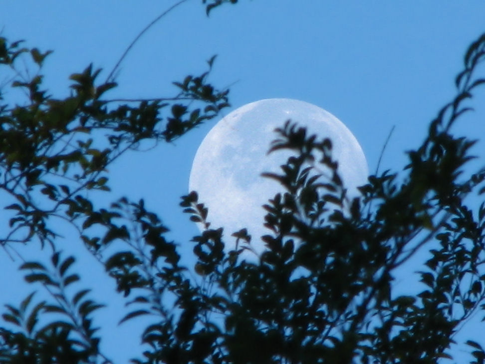 the full moon rises through the tree tops