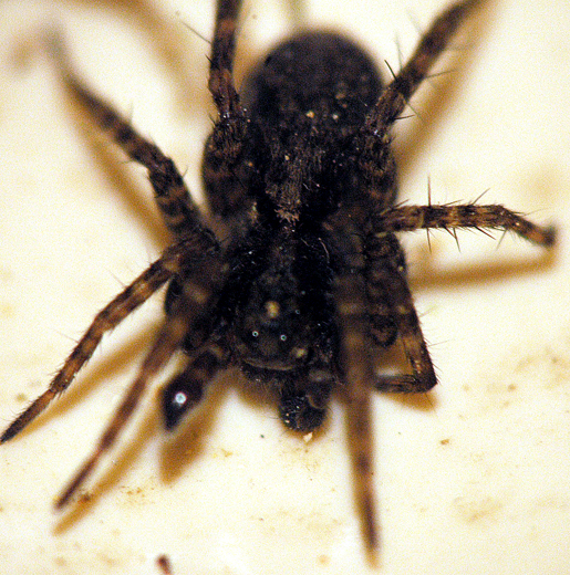 a closeup of a large spider crawling on a table