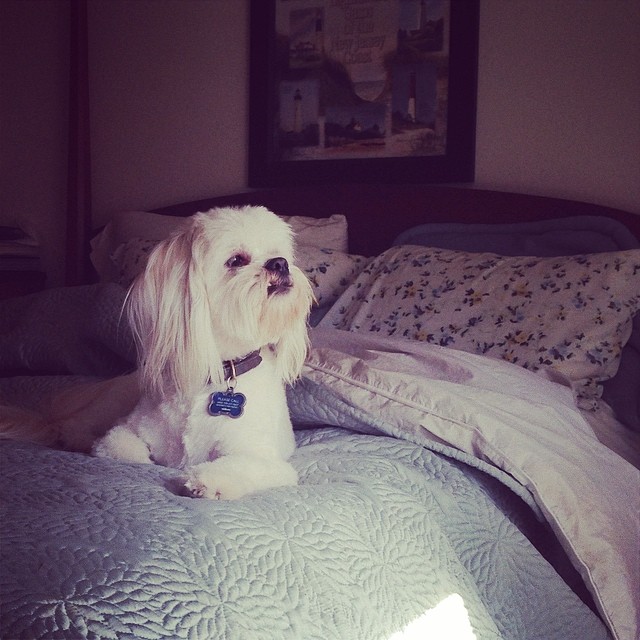 a dog sitting on top of a bed next to pillows
