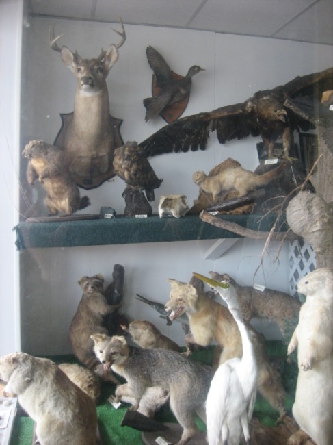 many stuffed animals are displayed in a glass case