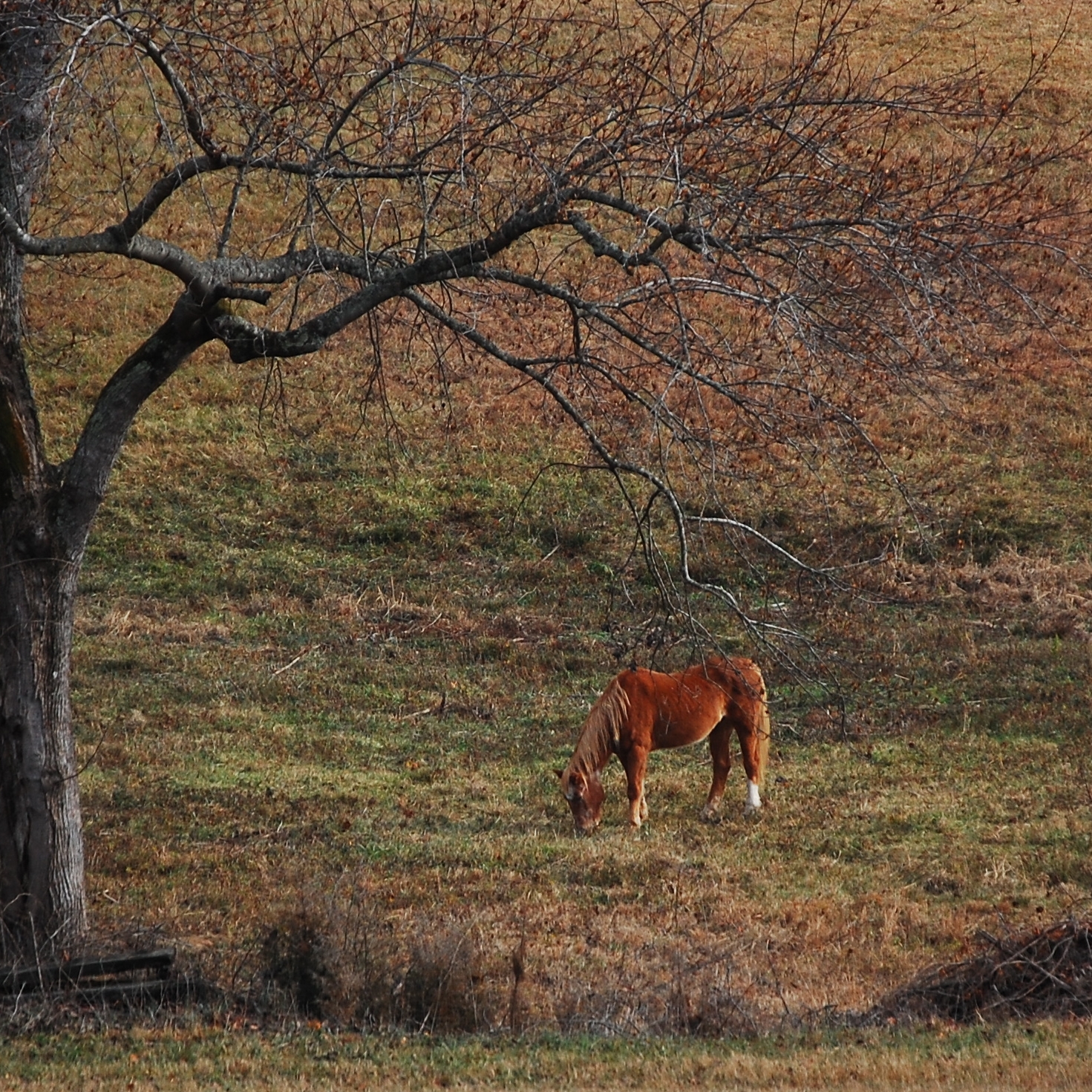 a brown horse grazes in the middle of the field