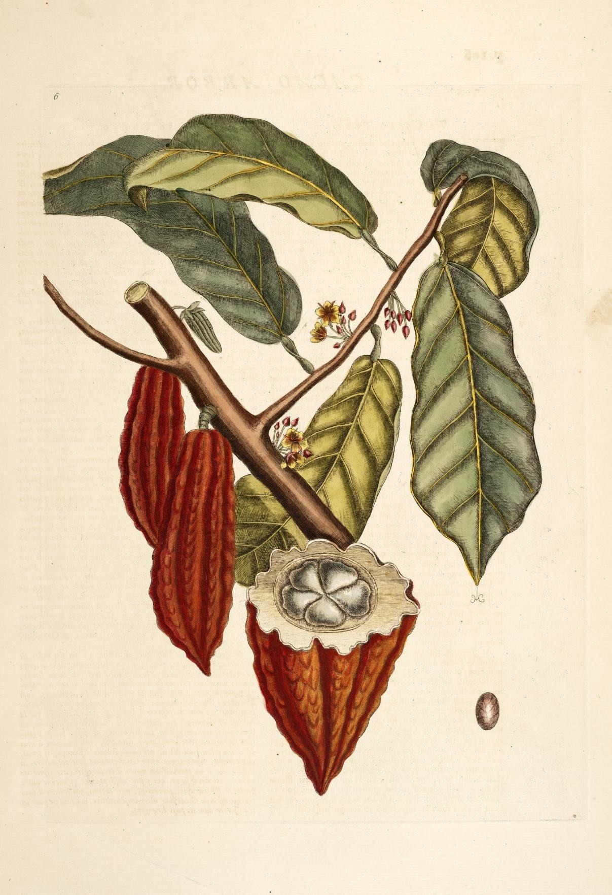 an illustration of a tree with several leaves and two nuts