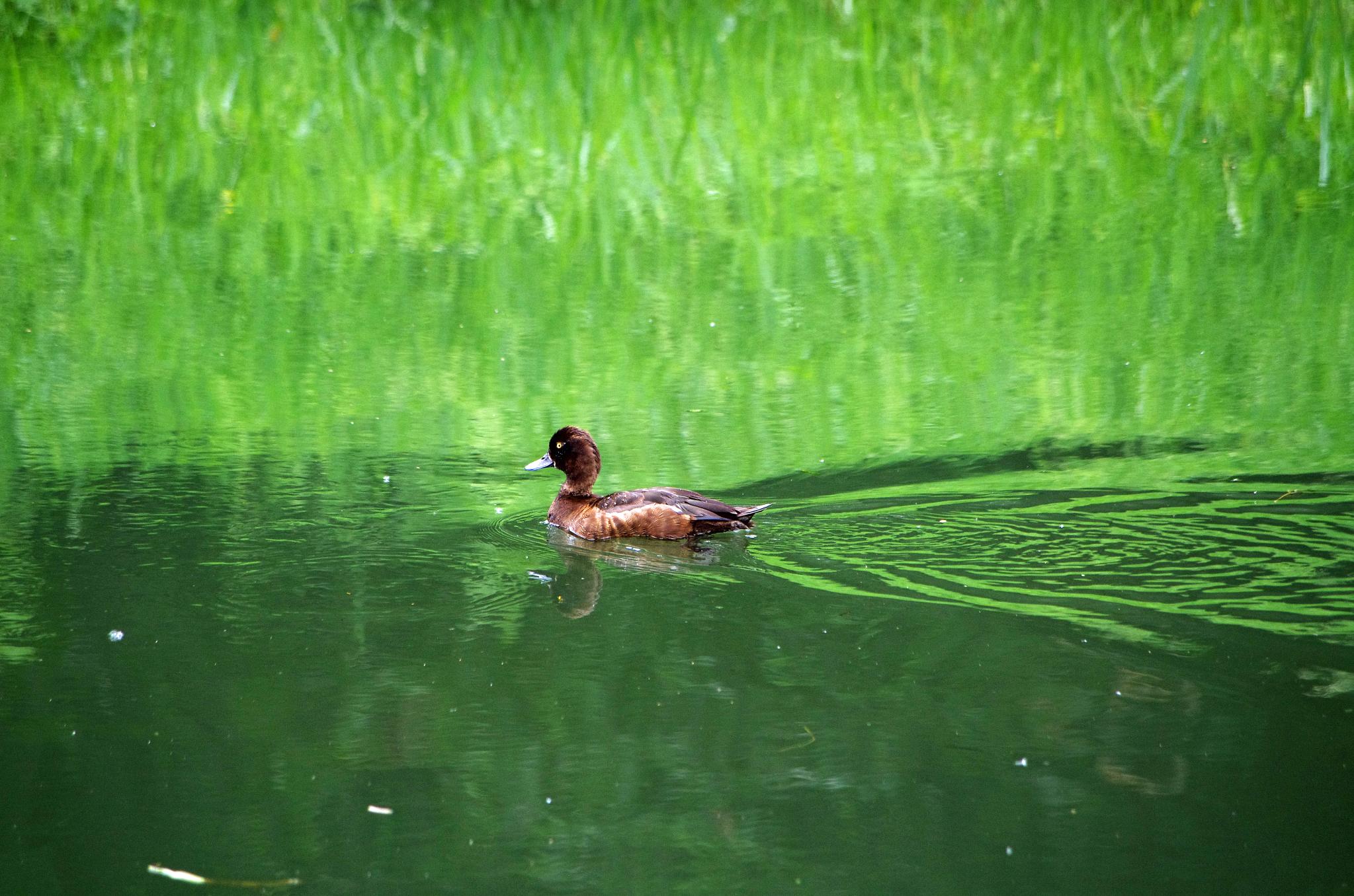 a duck floats in the water near green grass