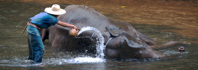 a man standing in a river washing an elephant with a bucket