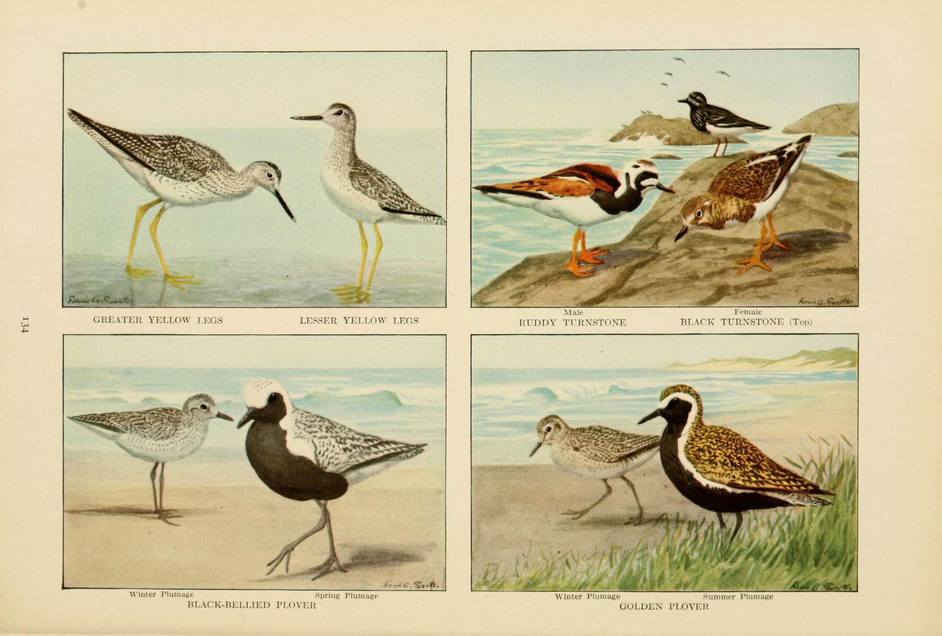 a series of birds standing on a grass covered beach