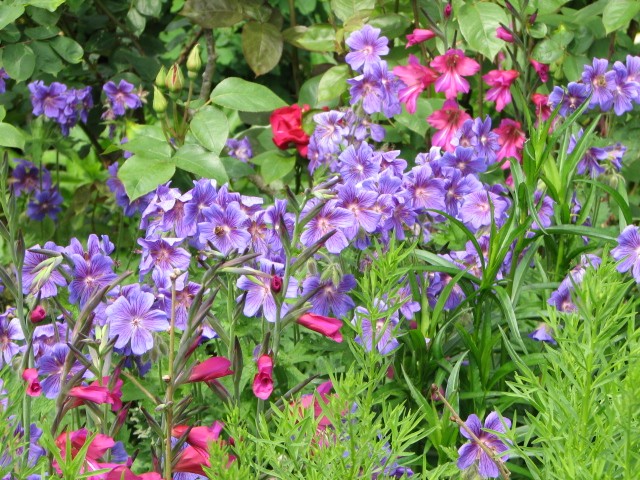 blue, pink, and purple flowers in the grass