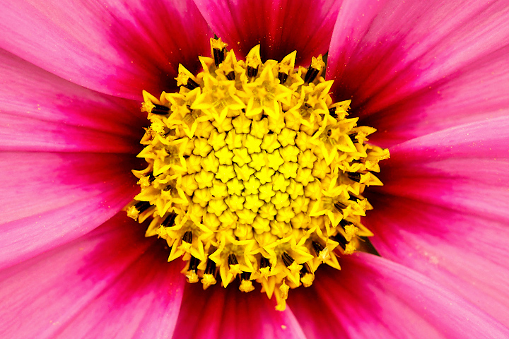 the center of a pink and yellow flower